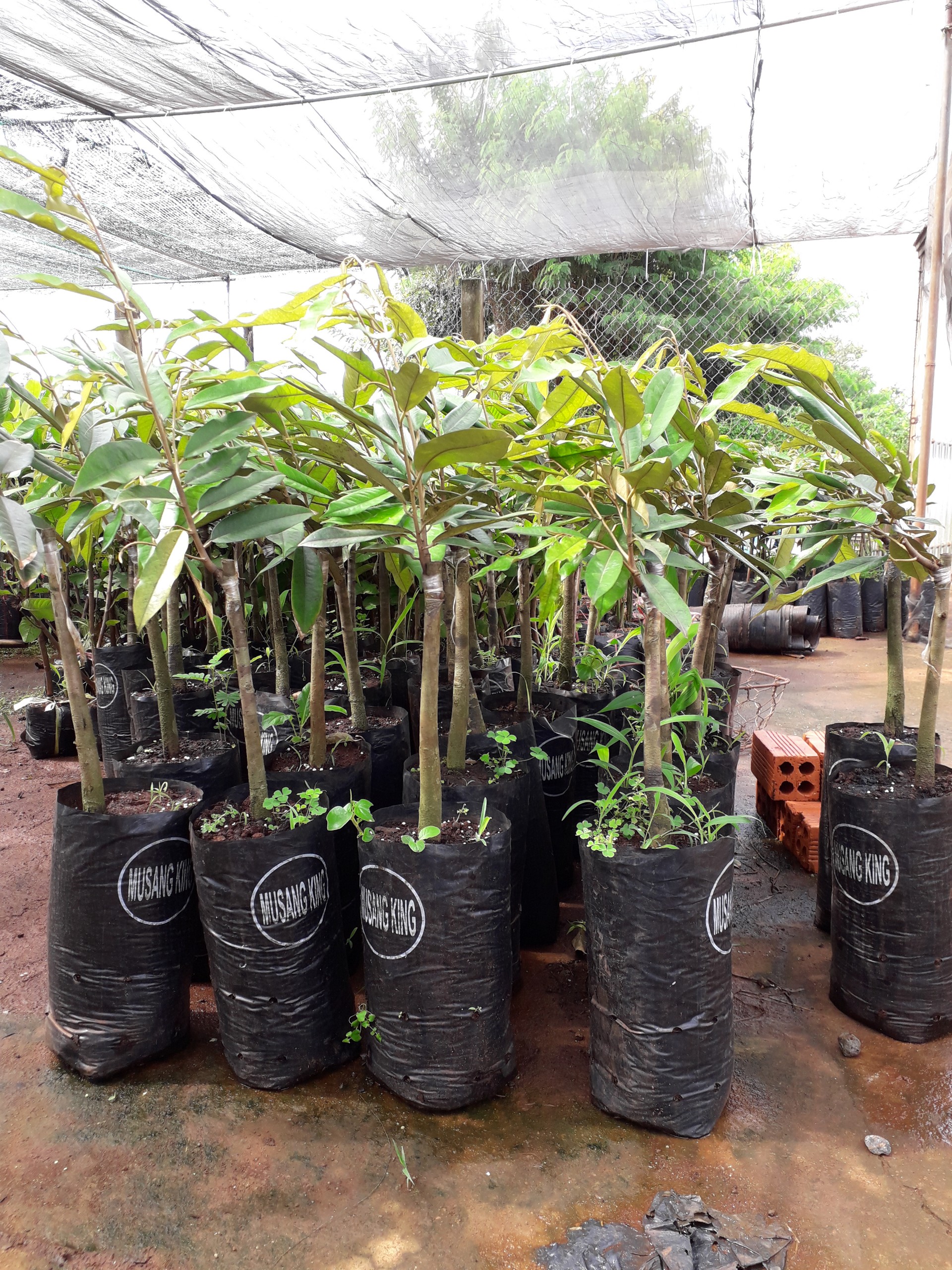 CÂY GIỐNG SẦU RIÊNG MUSANG KING -(GHÉP GỐC TO 2 NĂM GỐC SIÊU TO)