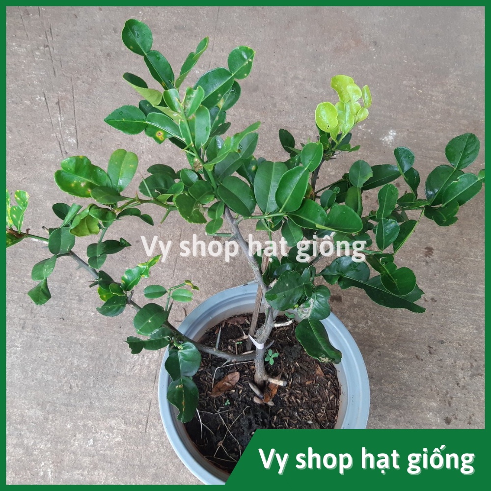 Hạt giống chúc Thái - chanh não gói 5 hạt