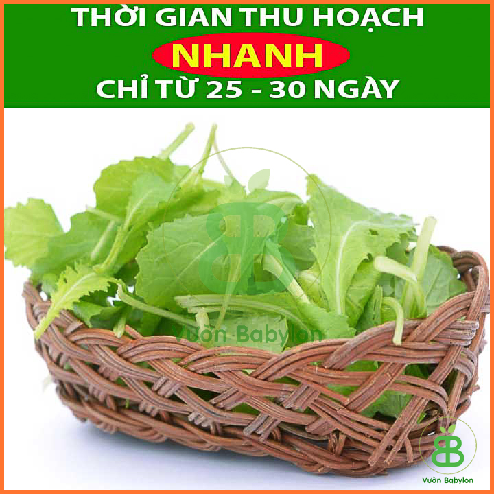 Hạt Giống Cải Bẹ Xanh Ăn Non 20Gr