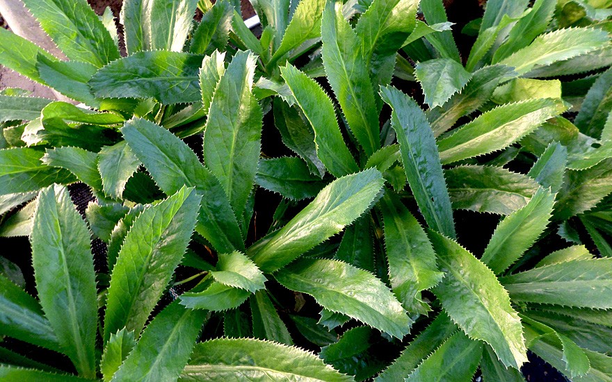 Hạt giống rau mùi tàu