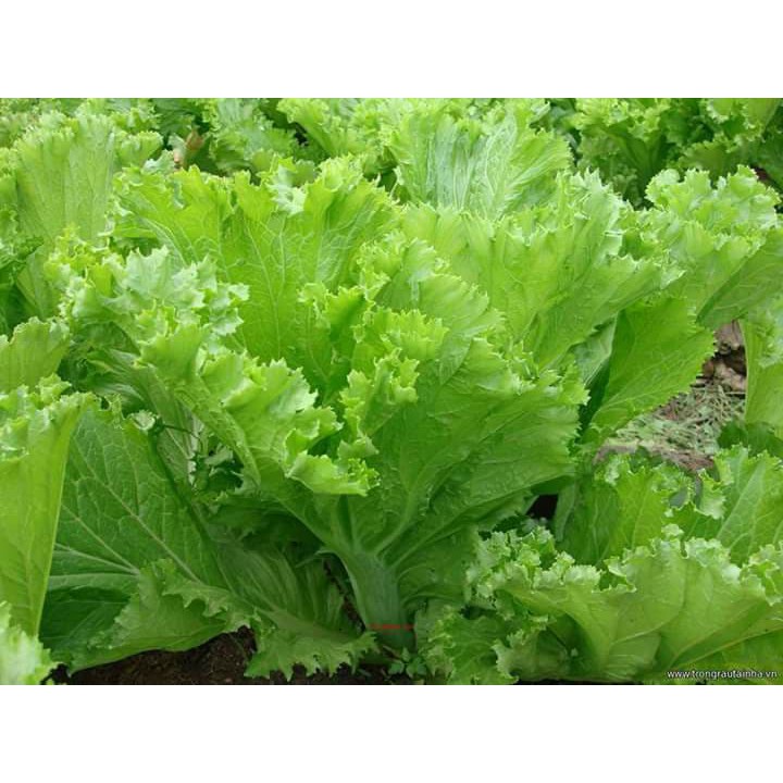 hạt giống rau cải bẹ