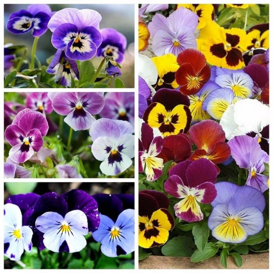 hạt giống hoa pansy