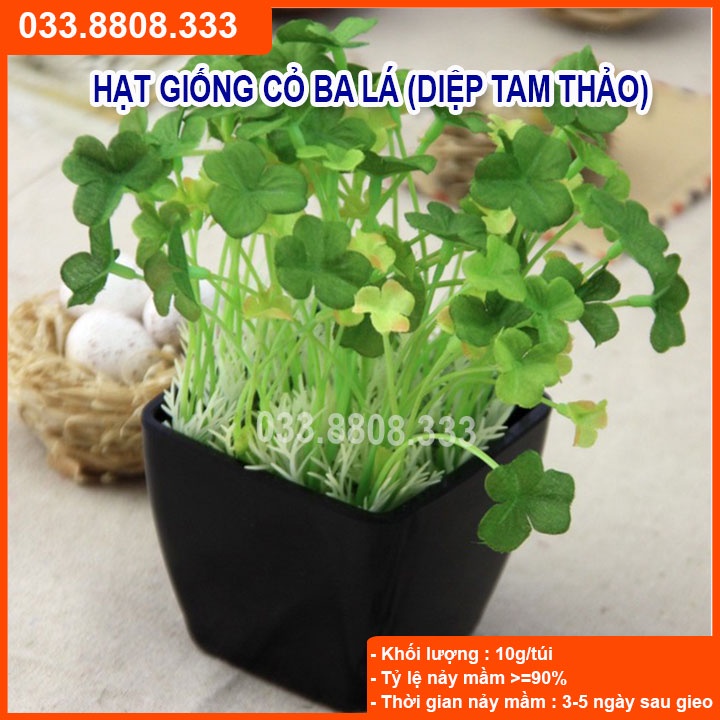 Hạt giống cỏ ba lá - cỏ may mắn - cỏ trang trí sân vườn