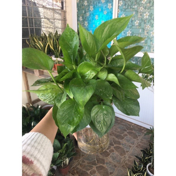 Trầu Bà Thuỷ Sinh