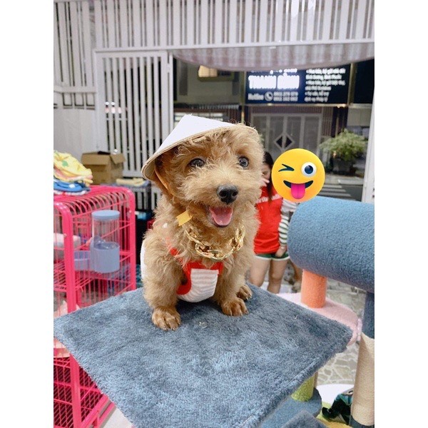 Nón Lá Cho Thú Cưng Chó Mèo