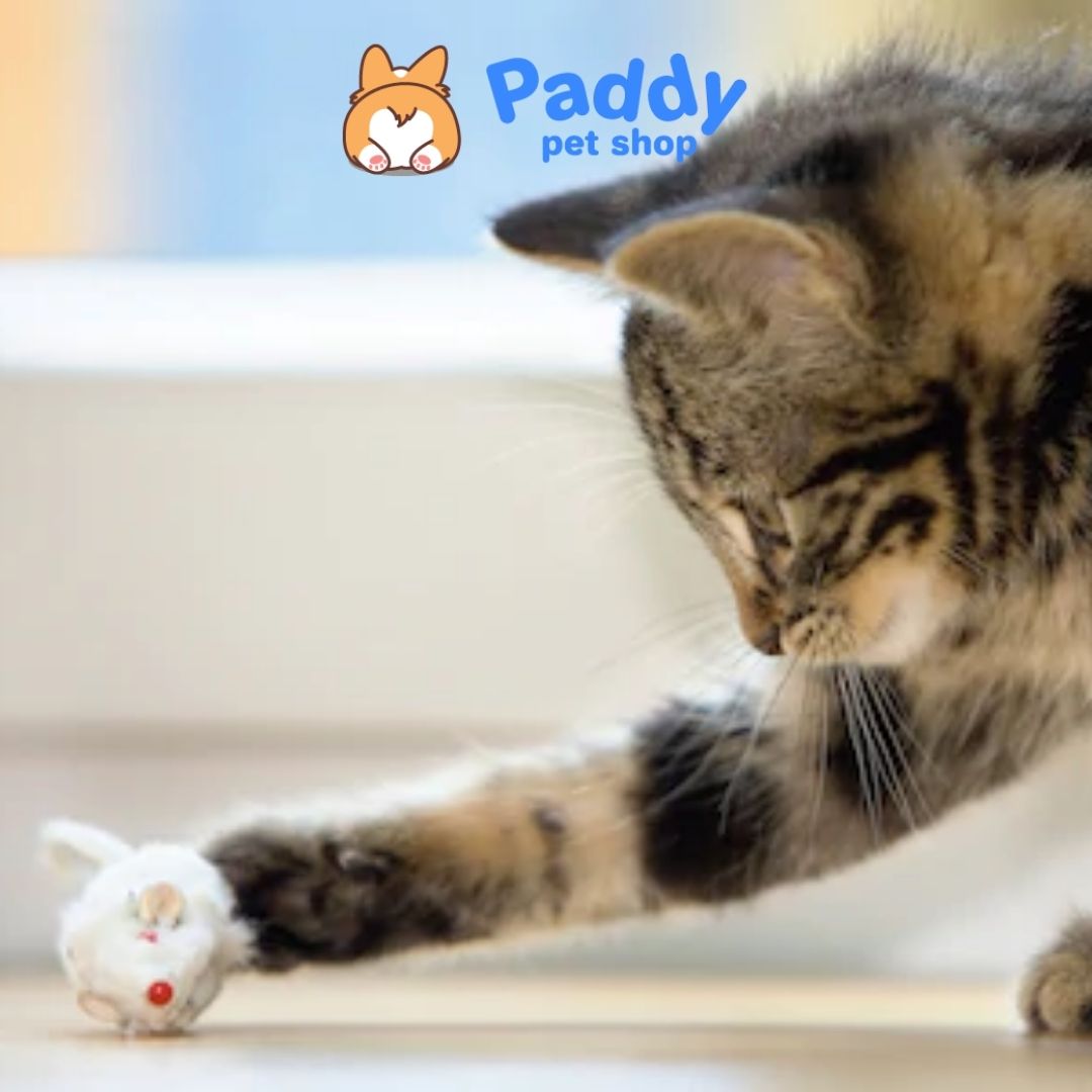 Đồ Chơi Cho Mèo Hộp 6 Chuột Mini CattyMan