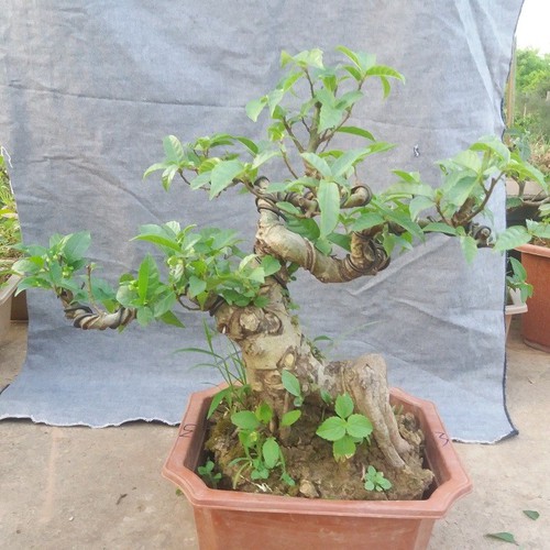 Cây sung bonsai để bàn