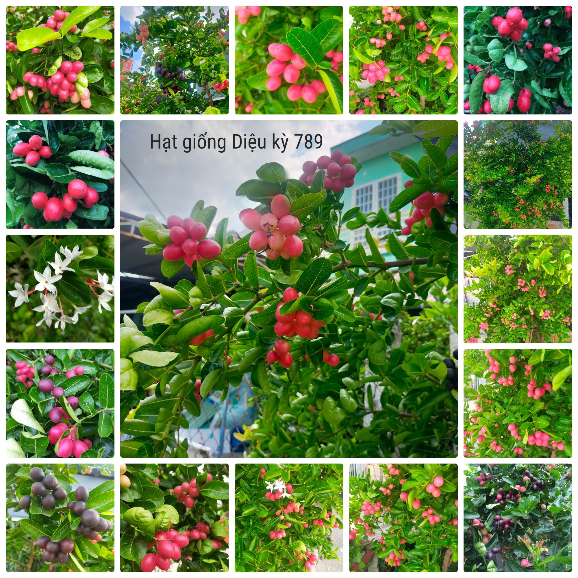 Hạt giống siro gói 30 hạt