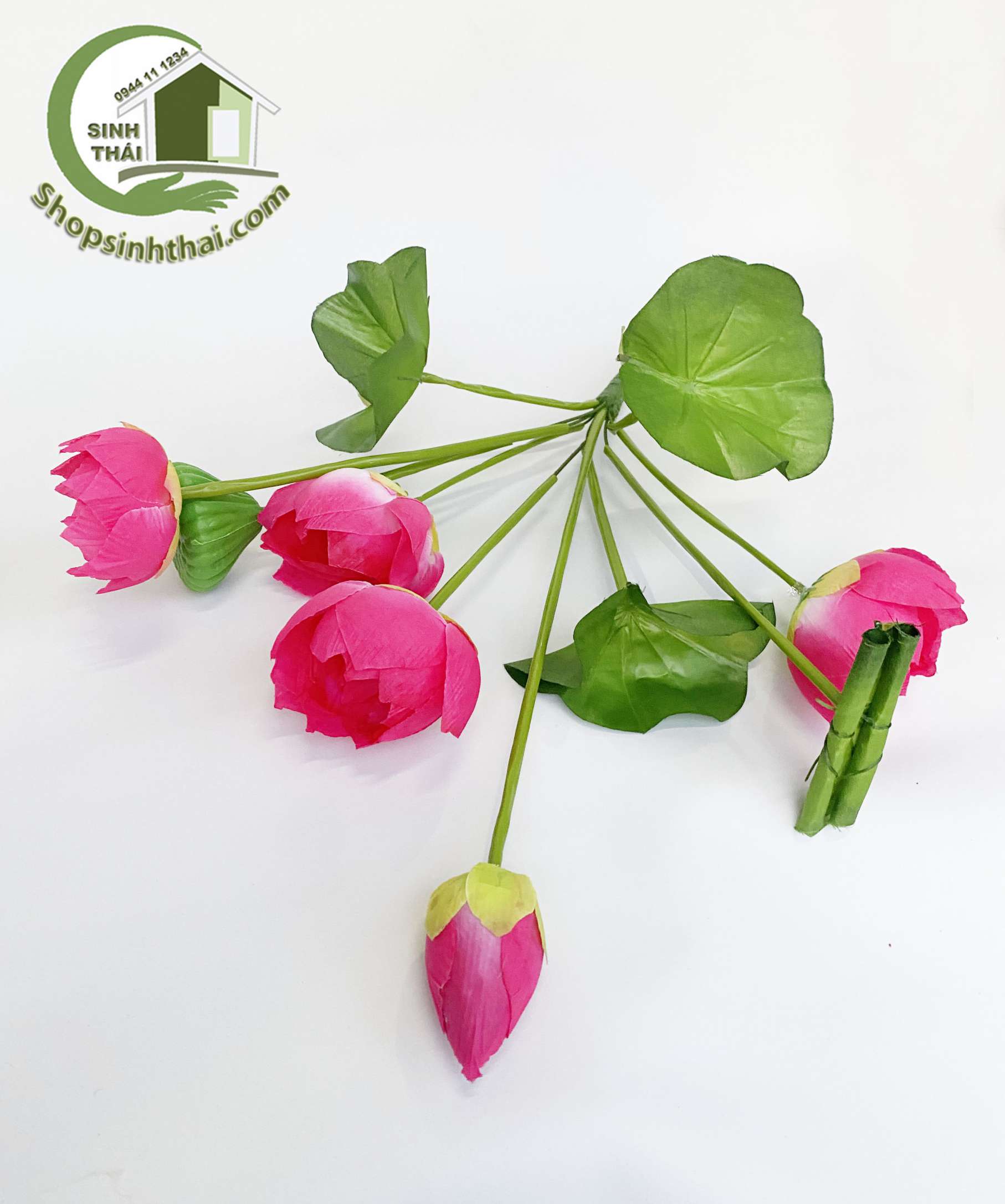 Hoa sen giả - Bụi sen lá cuốn lớn