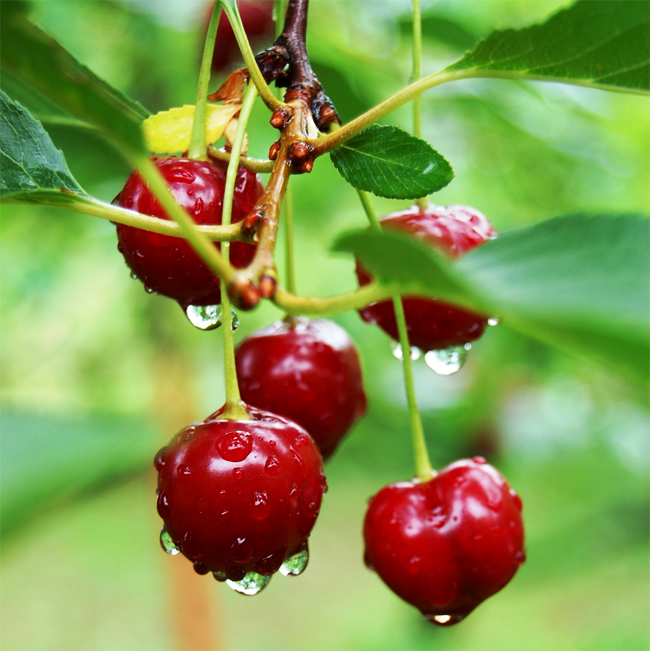 Cây CHERRY ANH ĐÀO, phù hợp khí hậu Việt Nam, cho quả sớm, siêu quả