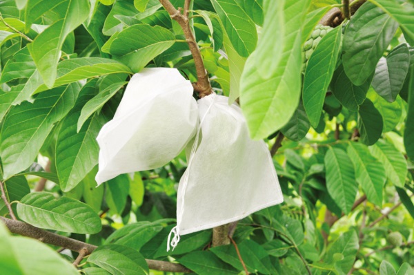 200 Túi Bao Ổi, Xoài, Bơ, Na (15zx20cm)- Túi Dùng Nhiều Lần