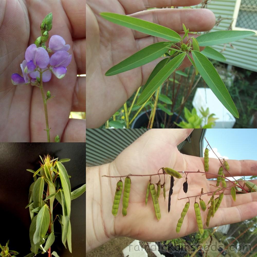 [Mới] - Hạt giống nhảy múa  giá rẻ