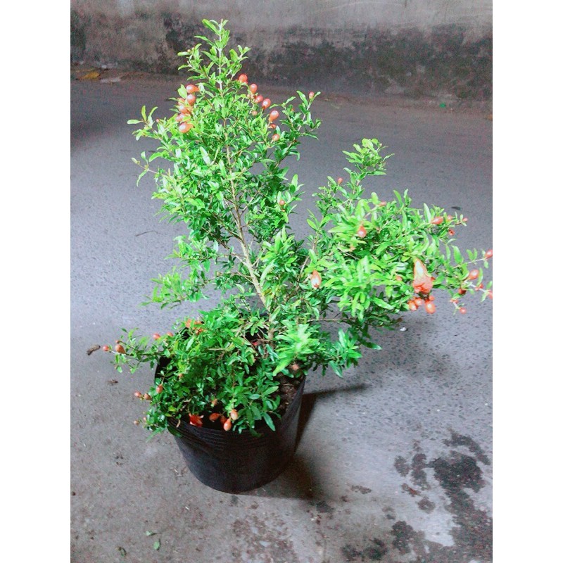Cây Lựu Có Sẵn Bông