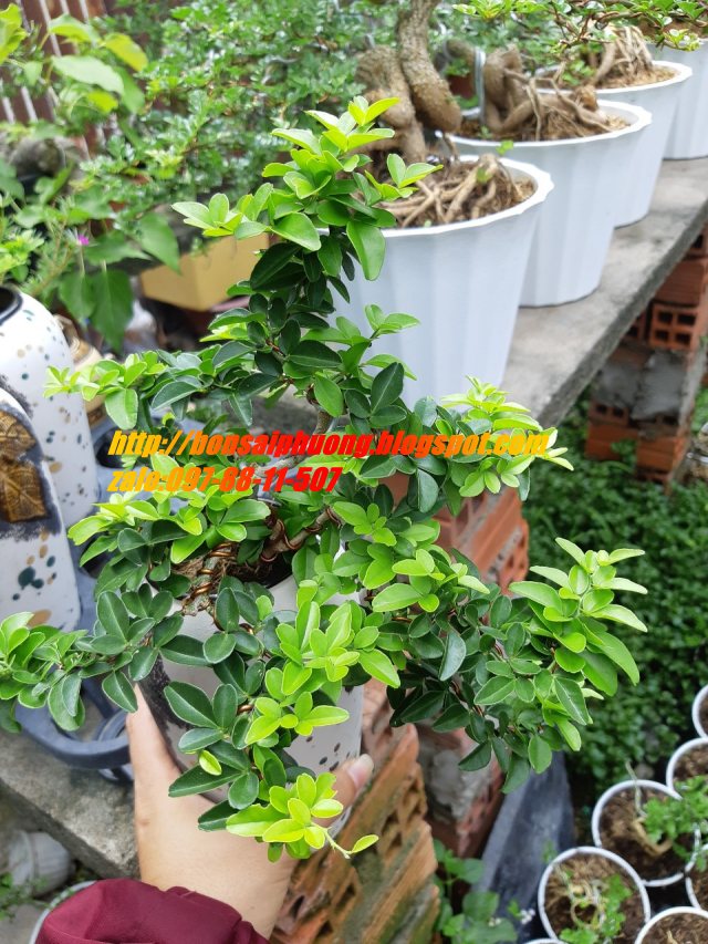 kim quýt thái bonsai mini