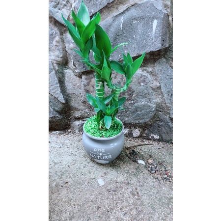 Chậu Phát Tài Giò Gà 3 Thân