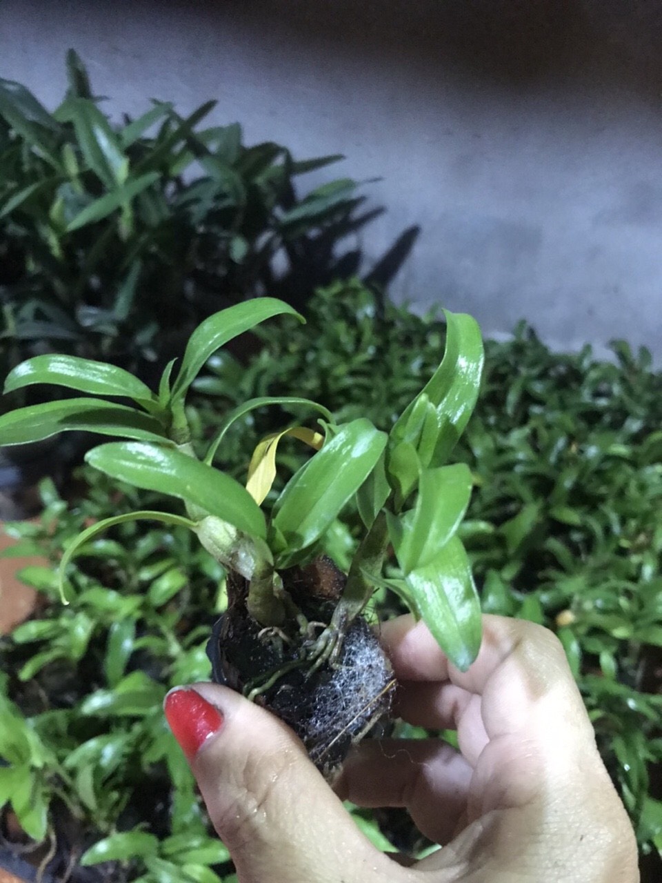 Hoa lan damary 3 lưỡi size cây giống cao 5-10cm