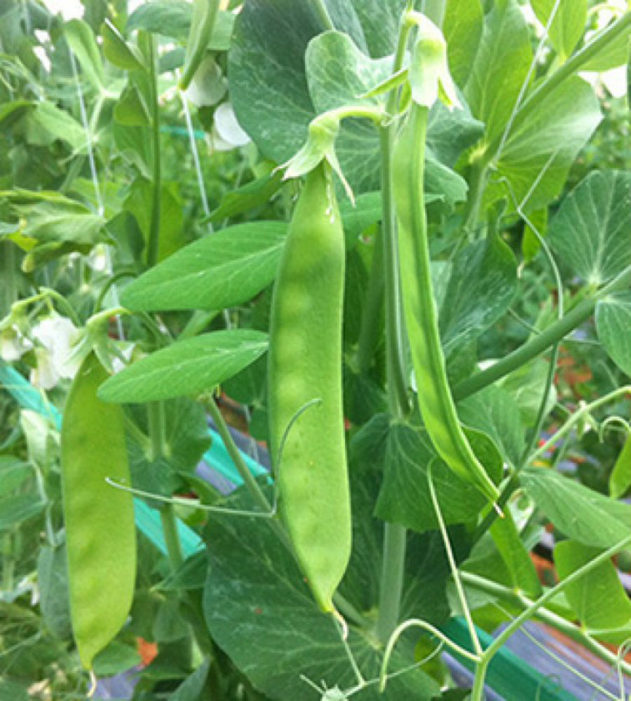 Hạt giống đậu hà lan ( thu trái ) - Gói 50gram