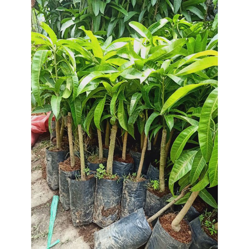 CÂY XOÀI GIỐNG TRỒNG CHẬU