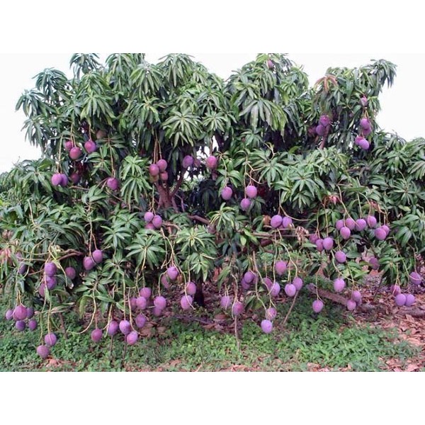 Xoài Tím Thái Lan - SHU Farm