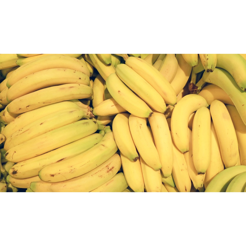 CÂY GIỐNG CHUỐI LABA [ giống cấy mô cho quả sớm ].