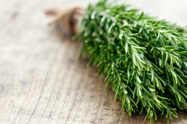 [HCM]HƯƠNG THẢO ROSEMARY BỤI LỚN.