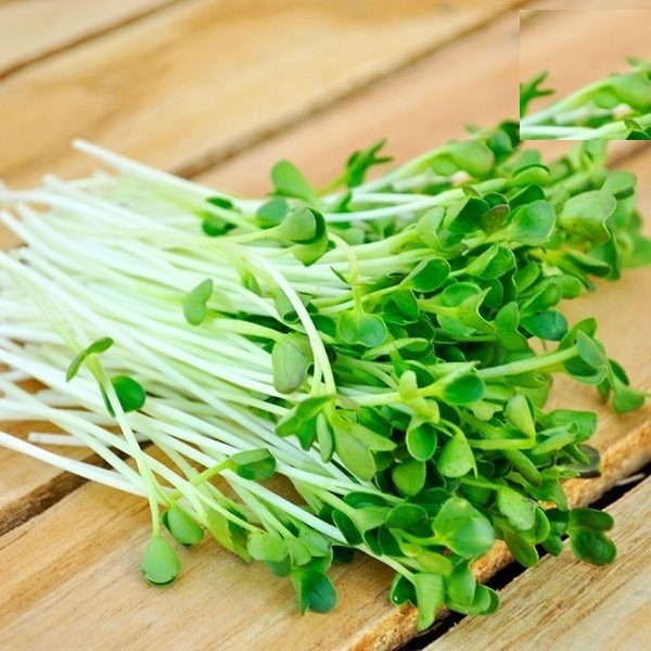 Hạt giống Mầm cải xanh Đà Lạt 50gr/gói