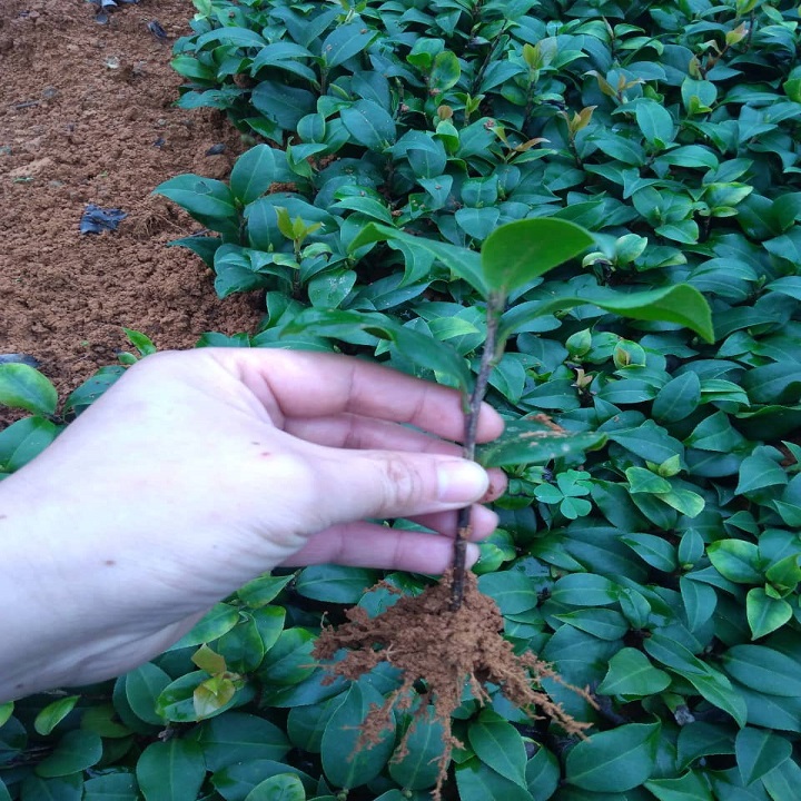 COMBO 3 CÂY GIỐNG HOA TRÀ my ĐỎ cung đình cổ