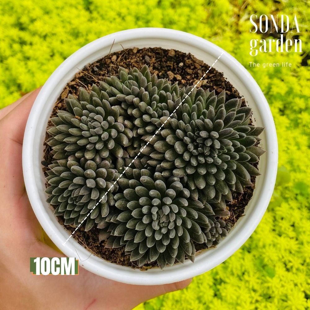 SEN ĐÁ NHÍM ĐEN SIZE TRUNG BÌNH SIÊU KHỎE LỖI 1 ĐỔI 1