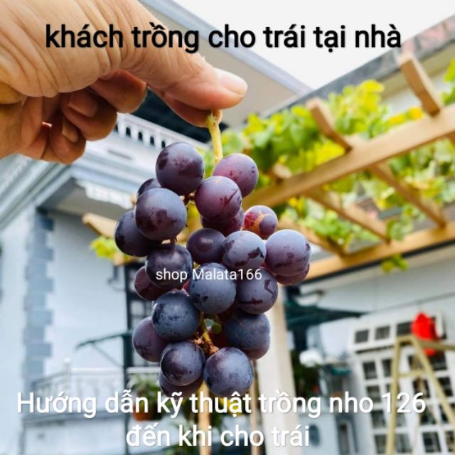 Cây Nho Giống  Kẹo NH01-126 ( cây tơ cam kết gốc bán gốc già)