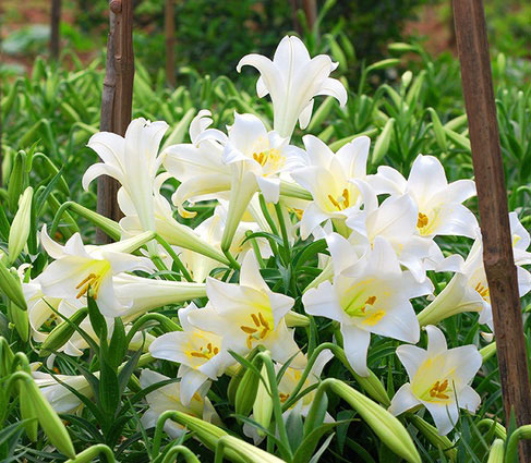 củ giống hoa loa kèn trắng (hoa lily trắng)