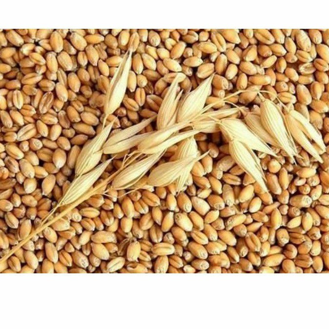 1kg lúa mì cho gà đá hạt đại mạch bóc vỏ cho gà đá lúa mì cho gà đẻ