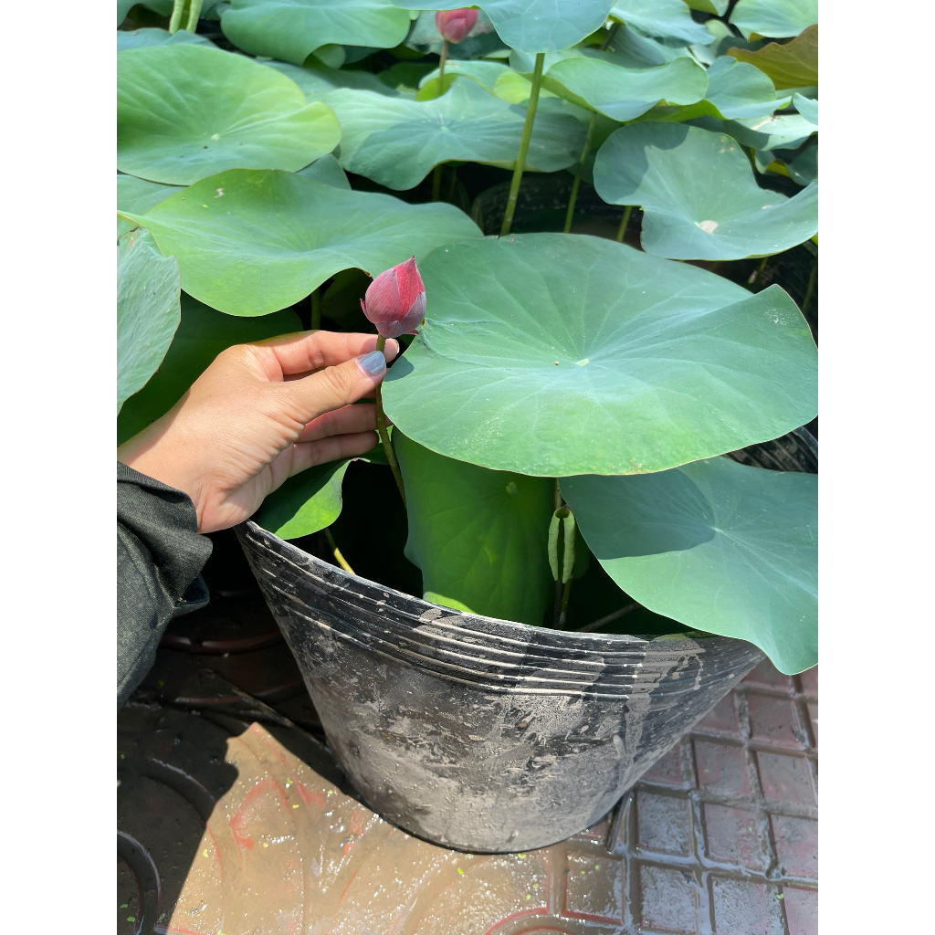 Chậu sen mini Nhật lùn hoa đỏ (chỉ giao hoả tốc HCM)