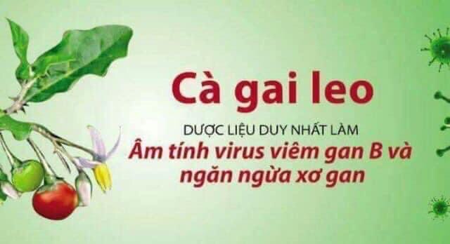 Cà Gai Leo Khô