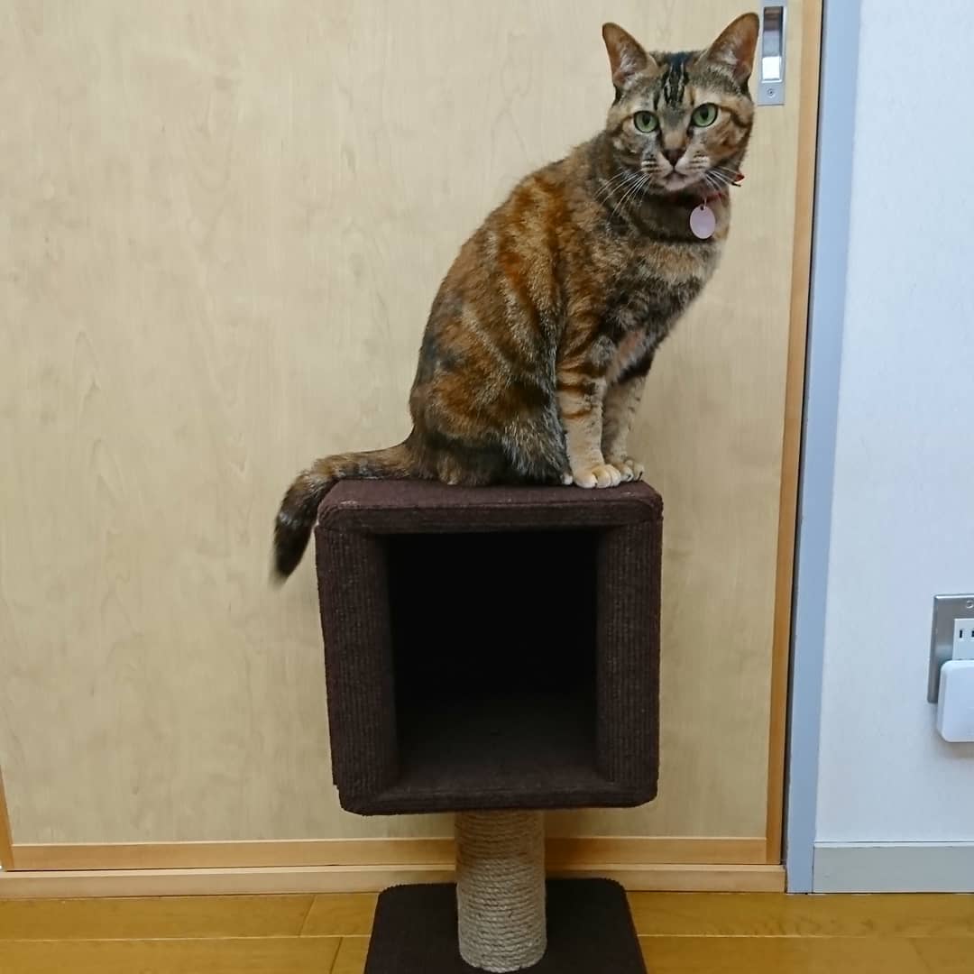 [HCM]Tháp mèo Mini CattyMan - 84195