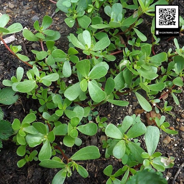 Hạt giống rau sam - Gói 1g