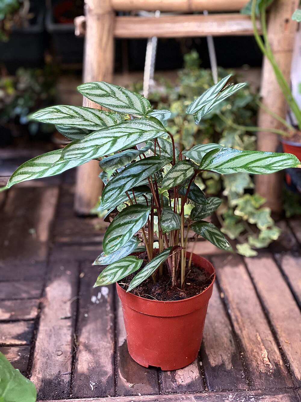 Cây Calathea setosa (Ngân Vũ Trúc Vu, Công Setosa, Đuôi Công Setosa) chậu nhựa