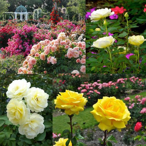 Hạt giống hoa hồng tỉ muội mix màu ( 20 hạt/kèm gói kích hạt nảy mầm )