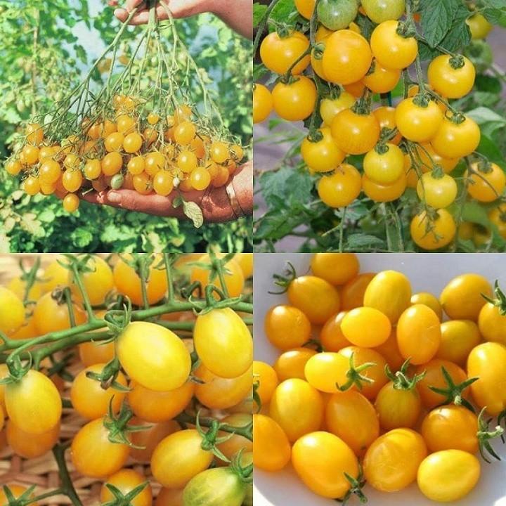 Hạt giống cà chua bi dây chùm siêu quả ( 30 hạt/gói )