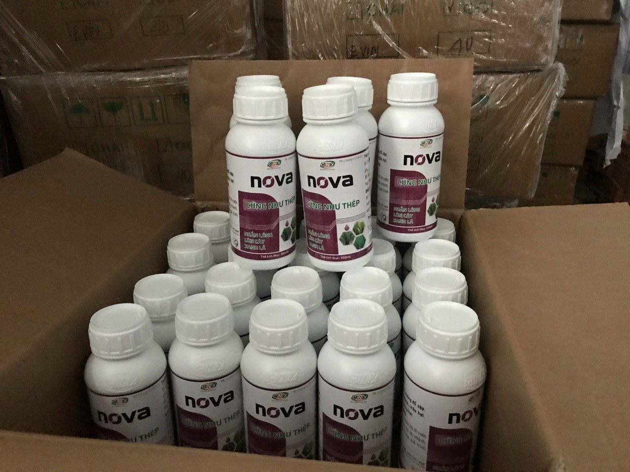 Nova - Cứng cây, dầy lá