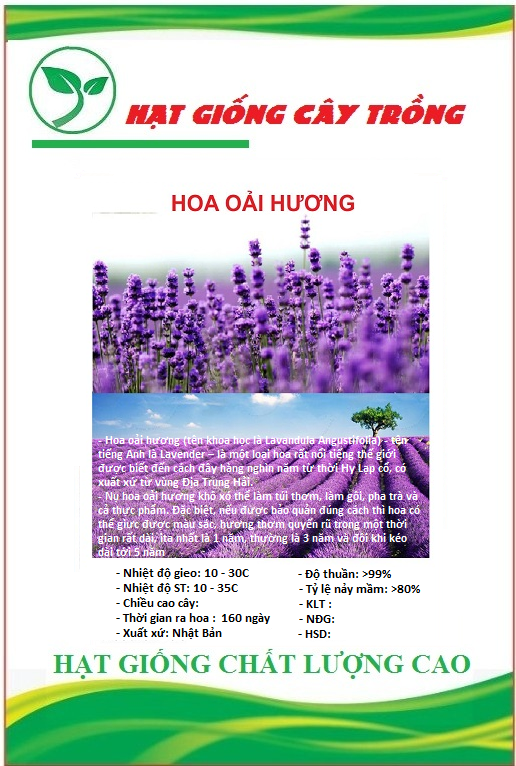 Hạt giống hoa oải hương tím ct198 - gói 50 hạt