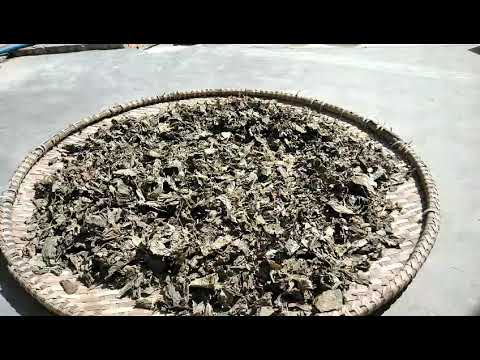 1kg lá lốt phơi khô 1kg hàng loại 1 GT260