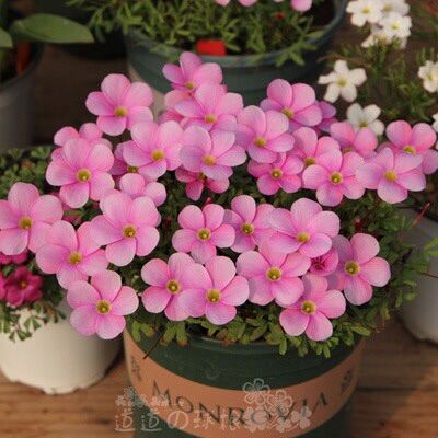 Củ hoa oxalis (5 củ giá sỉ)