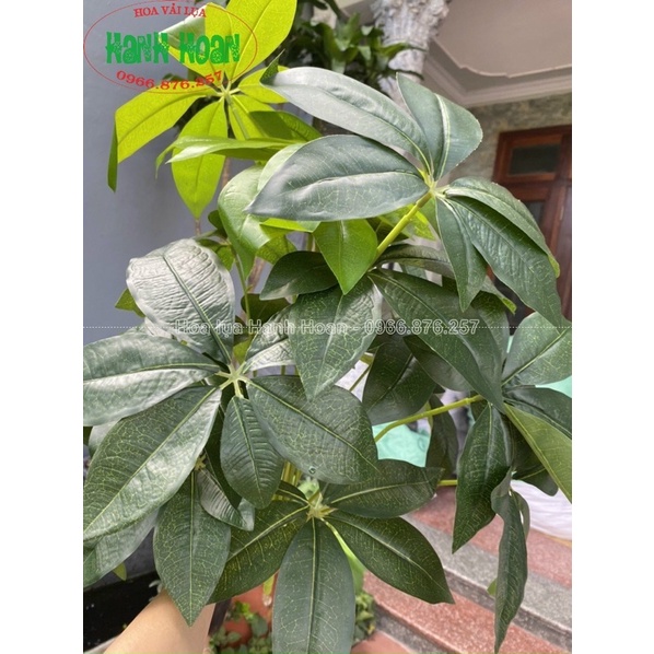 CÂY HOA SỮA GIẢ 18 LÁ CAO 80cm - CÂY DECOR