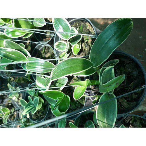 Lan Dendro đột biến lá chớp