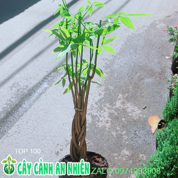 Kim Ngân Thắt Bính Mini