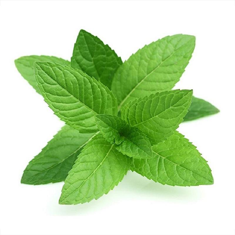 Hạt giống Bạc hà (Menthol) Peppermint Golden Seeds 10 Hạt