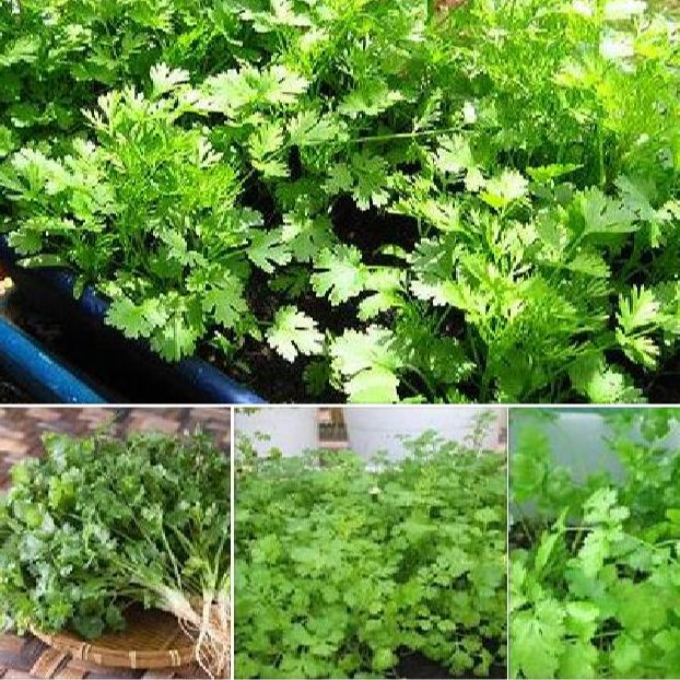 Hạt giống rau ngò rí ( mùi ta )-Gói 20gram