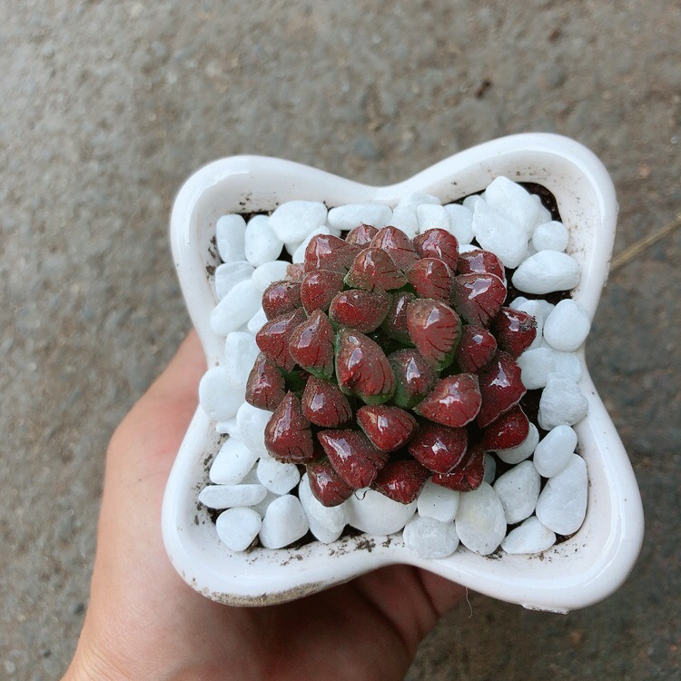 Chậu kim cương đỏ