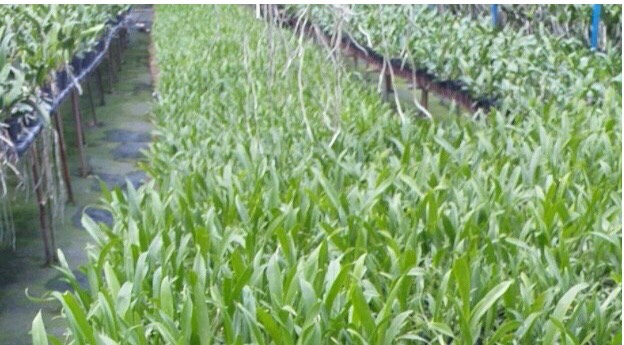 Vũ nữ Phù Thủy cây giống