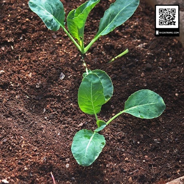 Hạt giống súp lơ xanh (bông cải xanh)